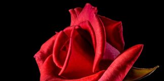 Co oznacza czerwona chusta?