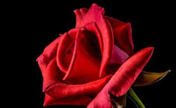 Co oznacza czerwona chusta? Co oznacza czerwona chusta?