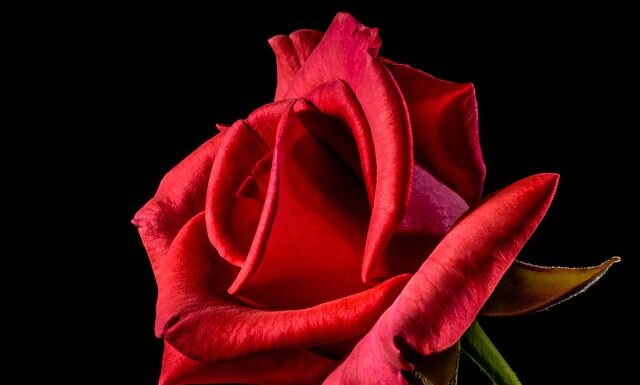 Co oznacza czerwona chusta? Co oznacza czerwona chusta?