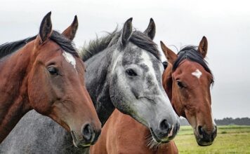 Od czego zależy wielkość głowy?
