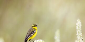 Jak sprawdzić czy to prawdziwy jedwab?