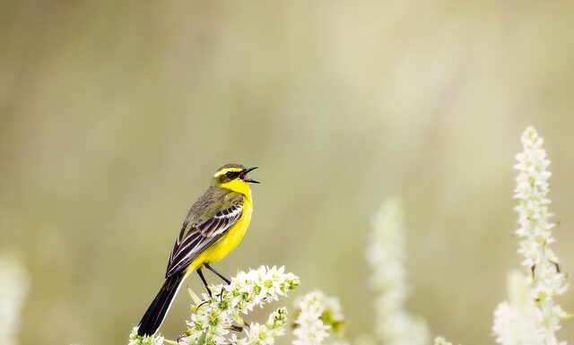 Jak sprawdzić czy to prawdziwy jedwab?