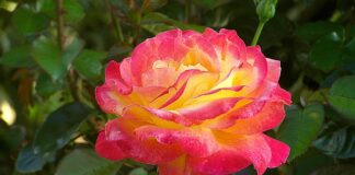 Jak napisać podziękowanie dla darczyńców?