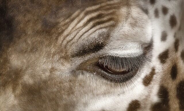 Jak usunąć plamy potu z czapki z daszkiem? Jak usunąć plamy potu z czapki z daszkiem?