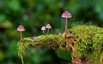 Co można co można użyć zamiast gąbki florystycznej? Co można co można użyć zamiast gąbki florystycznej?