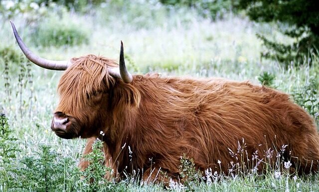 Jak wiązać chustę góralska?