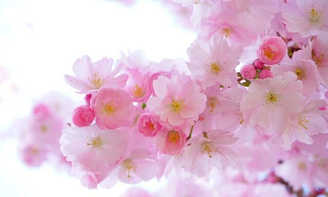 Czy pan młody musi mieć kwiaty w butonierce? Czy pan młody musi mieć kwiaty w butonierce?