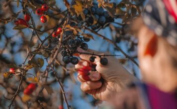 Ile owoców na 30 osób? Ile owoców na 30 osób?