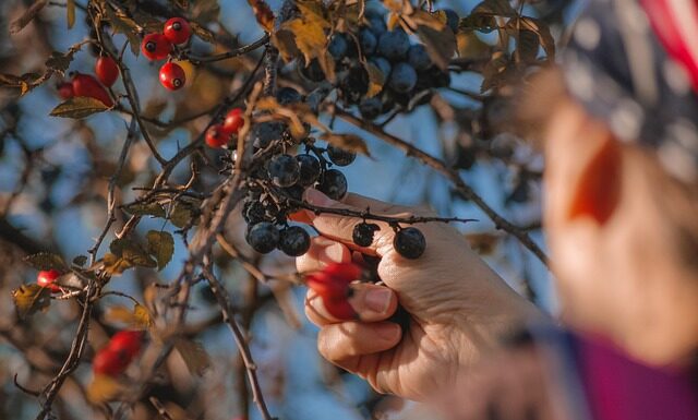 Ile owoców na 30 osób? Ile owoców na 30 osób?