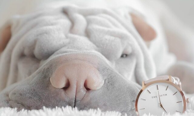 Czy można płacić zegarkiem bez telefonu? Czy można płacić zegarkiem bez telefonu?