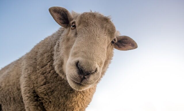 Co jest lepsze wełna czy akryl? Co jest lepsze wełna czy akryl?