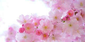 Jak przymocować kwiaty do włosów?