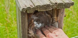 Jak zrobić skrzynkę na biżuterię?