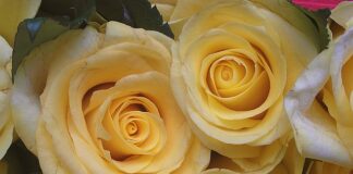 Jak napisać podziękowania dla gości?