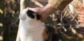 Jak podziękować komuś za opiekę?