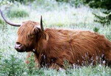 Jak nosić góralska chustę?