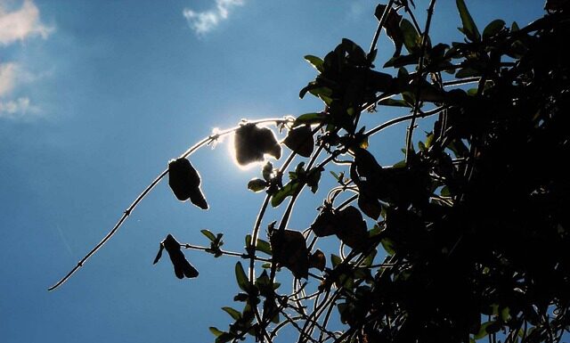 Kto nosi creepersy? Kto nosi creepersy?