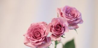 Co dla niego na urodziny?