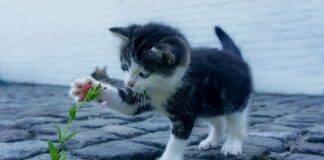 Co zamiast Słodkiego stołu na wesele?