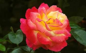 Czy muszą być podziękowania dla rodziców na weselu?