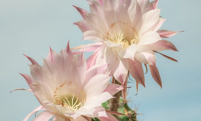 Co księżniczka nosi na głowie? Co księżniczka nosi na głowie?