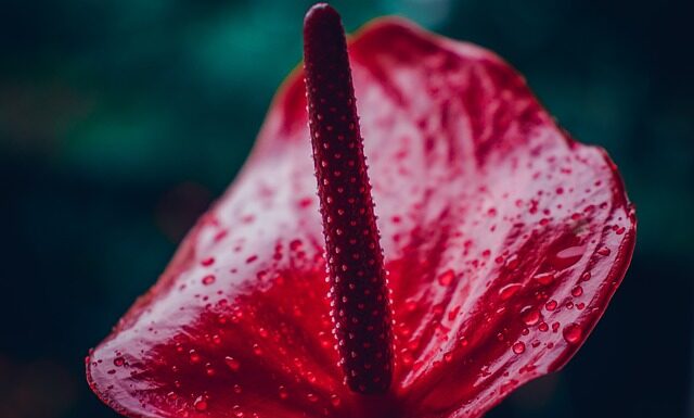 Z czym łączyć anturium? Z czym łączyć anturium?