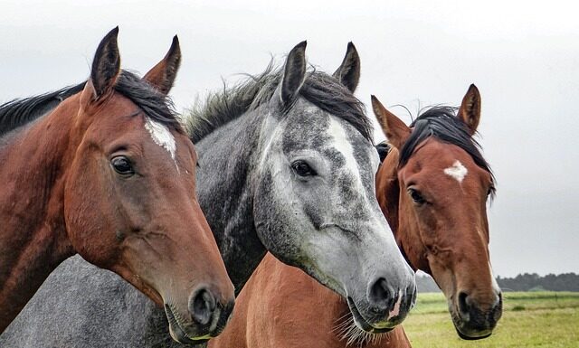 Jakie nakrycie głowy na zimę? Jakie nakrycie głowy na zimę?