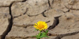 Po której stronie kwiatek u Pana Młodego?