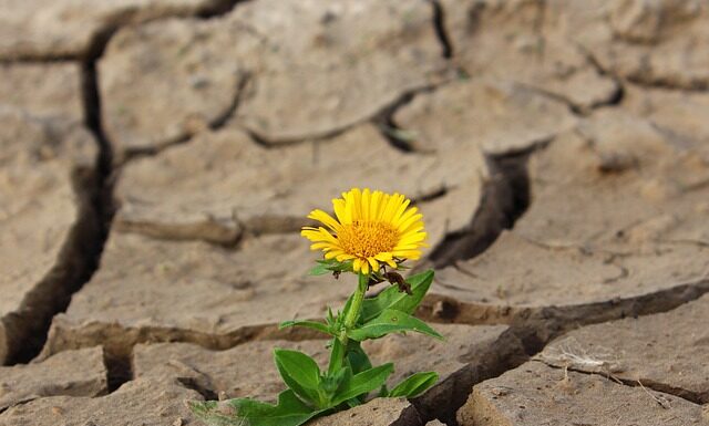 Po której stronie kwiatek u Pana Młodego? Po której stronie kwiatek u Pana Młodego?