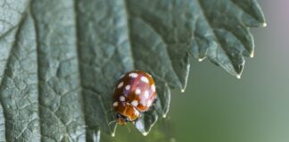 Co pasuje do kremowych dresów?