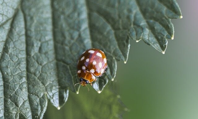 Co pasuje do kremowych dresów? Co pasuje do kremowych dresów?